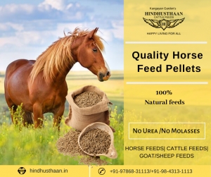 Top Horse Feeds at Best Price in India